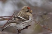 carduelis_flammea_flammea_k.jpg